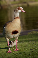 Egyptian Goose, Alopochen aegyptiaca