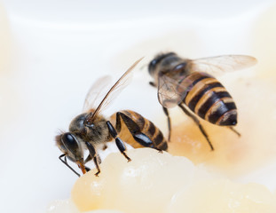 bee
