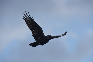 Carrion Crow