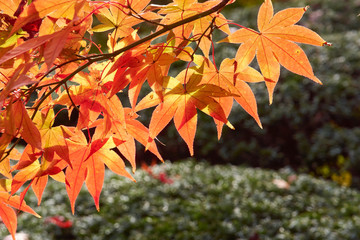 楓の葉　紅葉