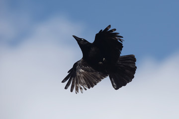 Carrion Crow