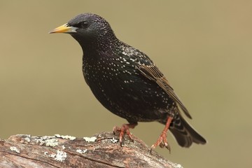 Starling On Stump