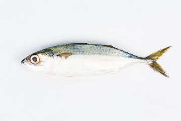 short mackerel on white background