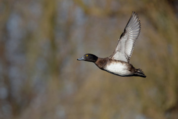 Tufted Duck, Aythya fuligula