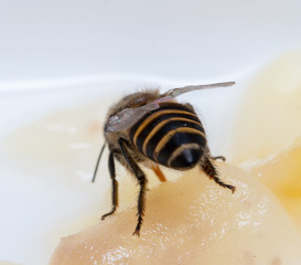 bee