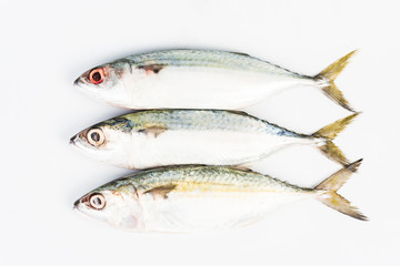 short mackerel on white background
