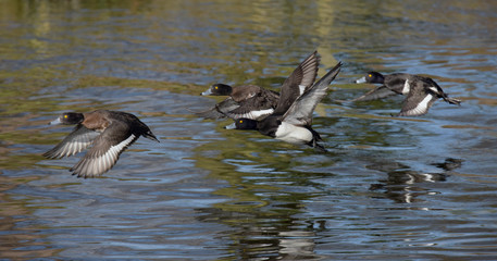 Tufted Duck, Aythya fuligula