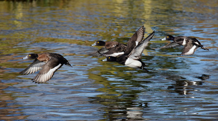 Tufted Duck, Aythya fuligula