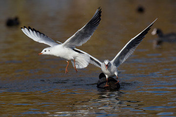 Black-headed Gull, Chroicocephalus ridibundus