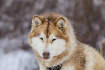 red Malamute  in nursery for dogs
