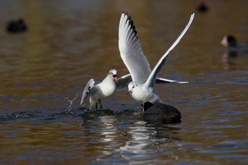 Black-headed Gull, Chroicocephalus ridibundus