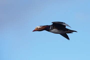 Mandarin Duck, Duck 