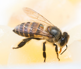 bee
