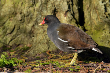 Moorhen, gallinula chloropus 
