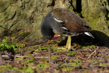 Moorhen, gallinula chloropus 