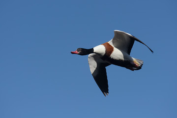 Common Shelduck, Shelduck, Tadorna tadorna 