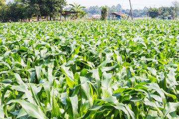 young corn field in sunny time