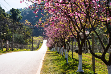 Fototapeta premium Pink sakura with beautiful road Doi Ang Khang, Chiang Mai , Thai
