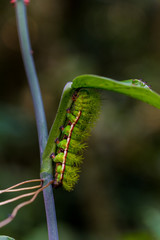 Caterpillar on leaf