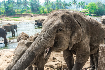 A group of elephants at Pinnawala, Sri Lanka