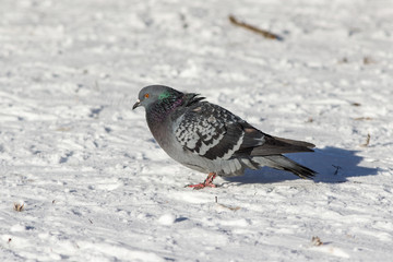 portrait of pigeon