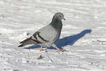 pigeon in winter