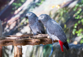 Fototapeta premium Parrot