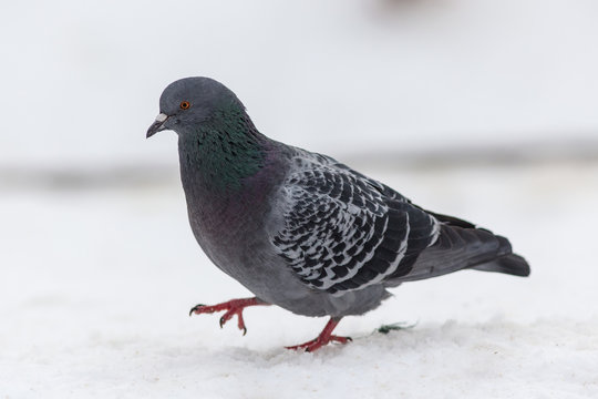 pigeon on snow closeup