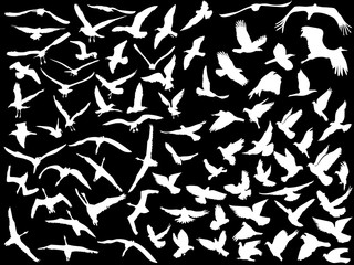 large collection of white flying birds