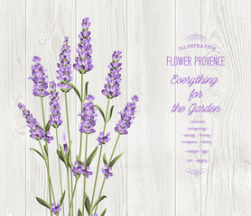 The lavender bouquet. © Kotkoa