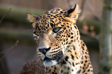 portrait of Persian leopard