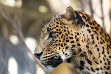 portrait of Persian leopard