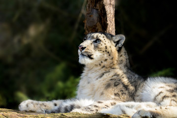snow leopard, Irbis Uncia uncia