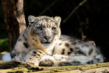 snow leopard, Irbis Uncia uncia
