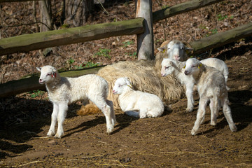 Sheep with lamb on rural farm