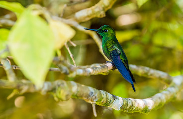 Beautiful Hummingbird with amazing colors