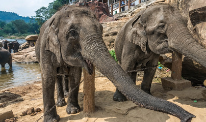 Fototapeta premium A group of elephants in the river at Pinnawala, Sri Lanka