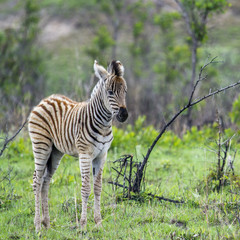 Plains zebra in Kruger National park, South Africa