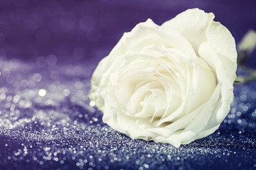 White rose on sparkling glitter background