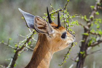 Klipspringer in Kruger National park, South Africa