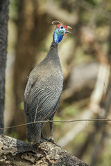 Helmeted guineafowl in Kruger National park, South Africa