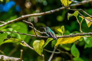 Beautiful Hummingbird with amazing colors