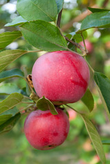 Two red apples on a branch