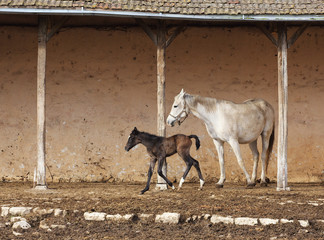 Obraz premium mare with her foal