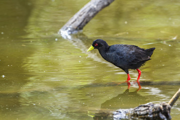 Black Crake in Kruger National park, South Africa