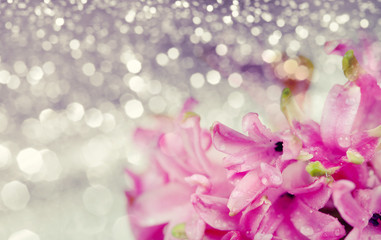 Pink hyacinth on abstract background