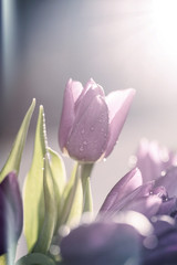 Fototapeta premium Purple tulips