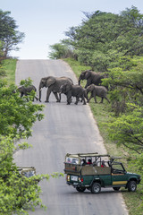 African bush elephant in Kruger National park, South Africa - obrazy, fototapety, plakaty