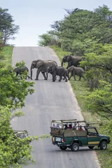 Crédence de cuisine en verre imprimé Afrique du Sud Éléphant de brousse africain dans le parc national Kruger, Afrique du Sud