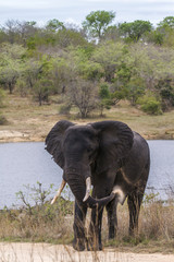 African bush elephant in Kruger National park, South Africa
